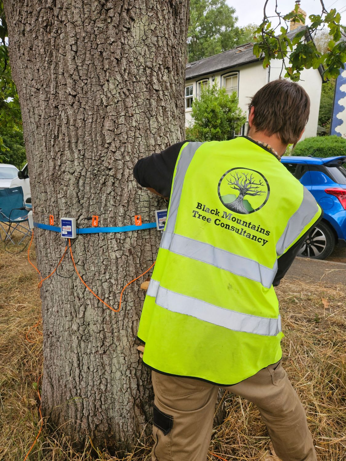 Tree Survey Inspection