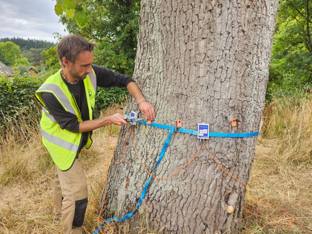 Professionals providing tree management services outdoors