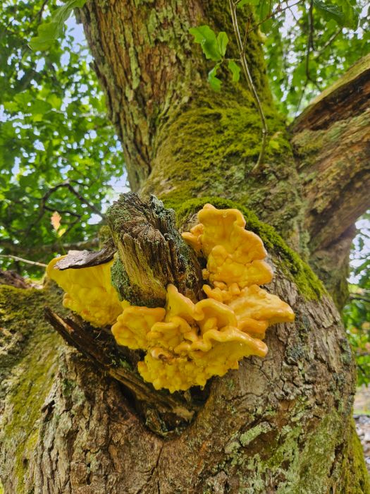 Tree inspection assessment outdoors
