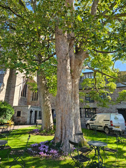 Professional Tree Survey