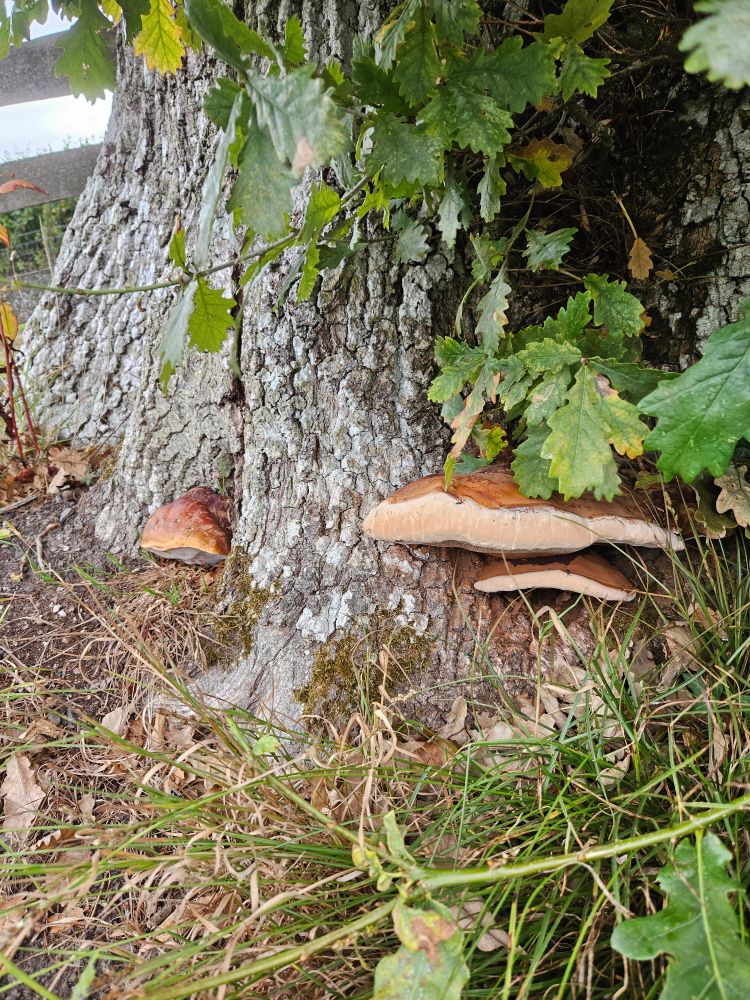 Detailed outdoor tree inspection service