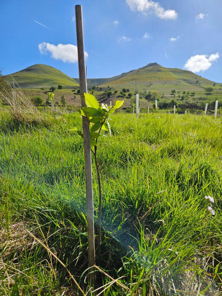 Tree survey data being evaluated and translated into actionable plans