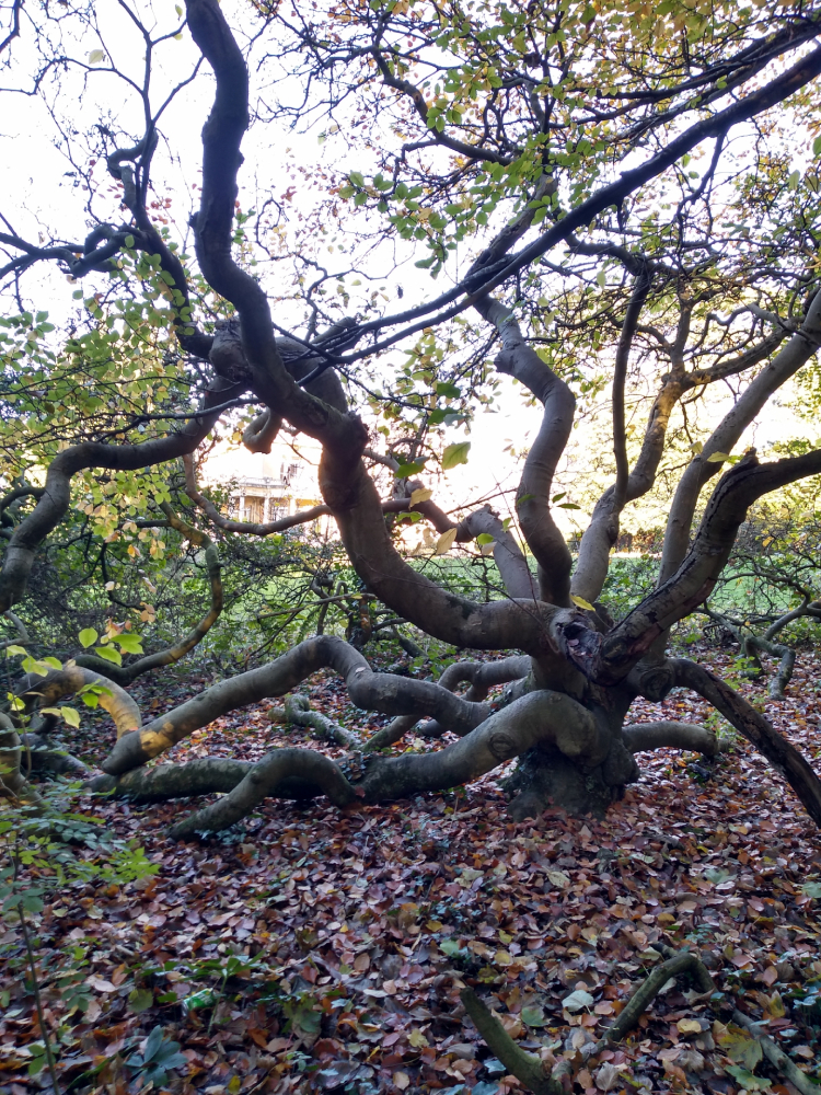 Tree bracing is a technique used to reinforce weak or split tree unions with support systems to improve tree stability and prevent failure.