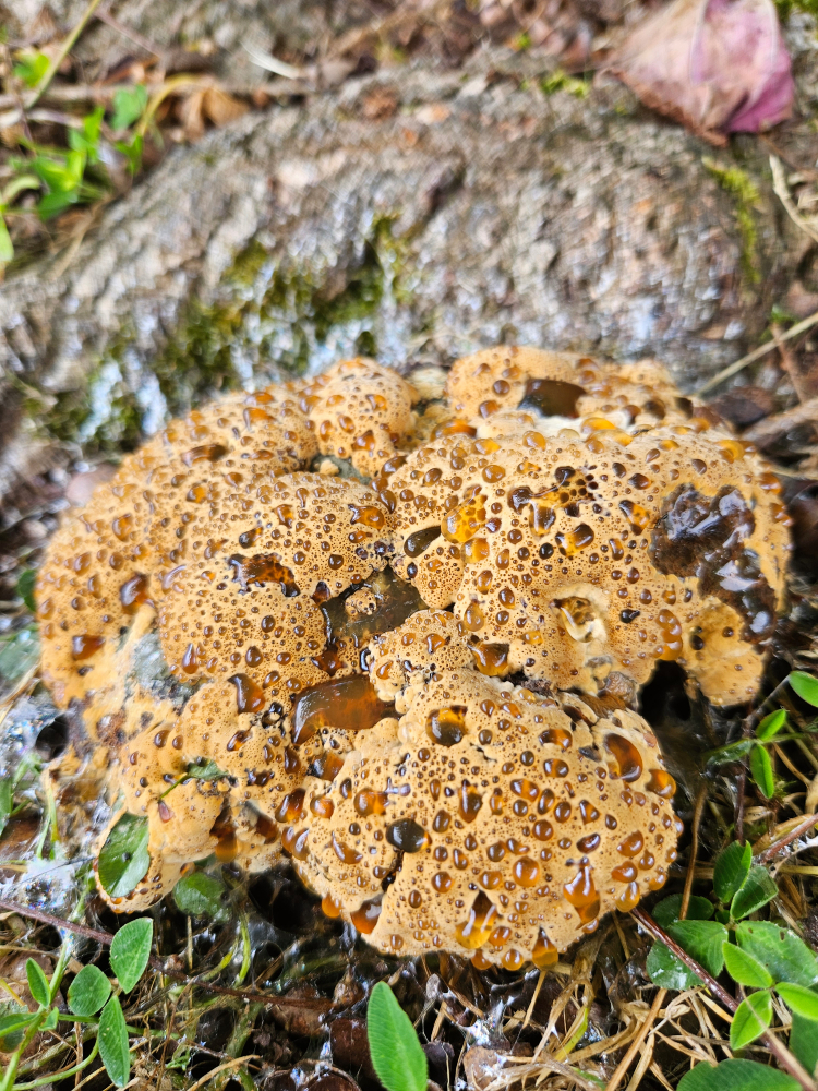 Tree decay fungal growth requiring inspection