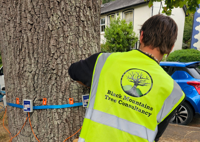 Close‑up of a tree being evaluated during an in‑depth assessment to support arboricultural planning and safety decisions.