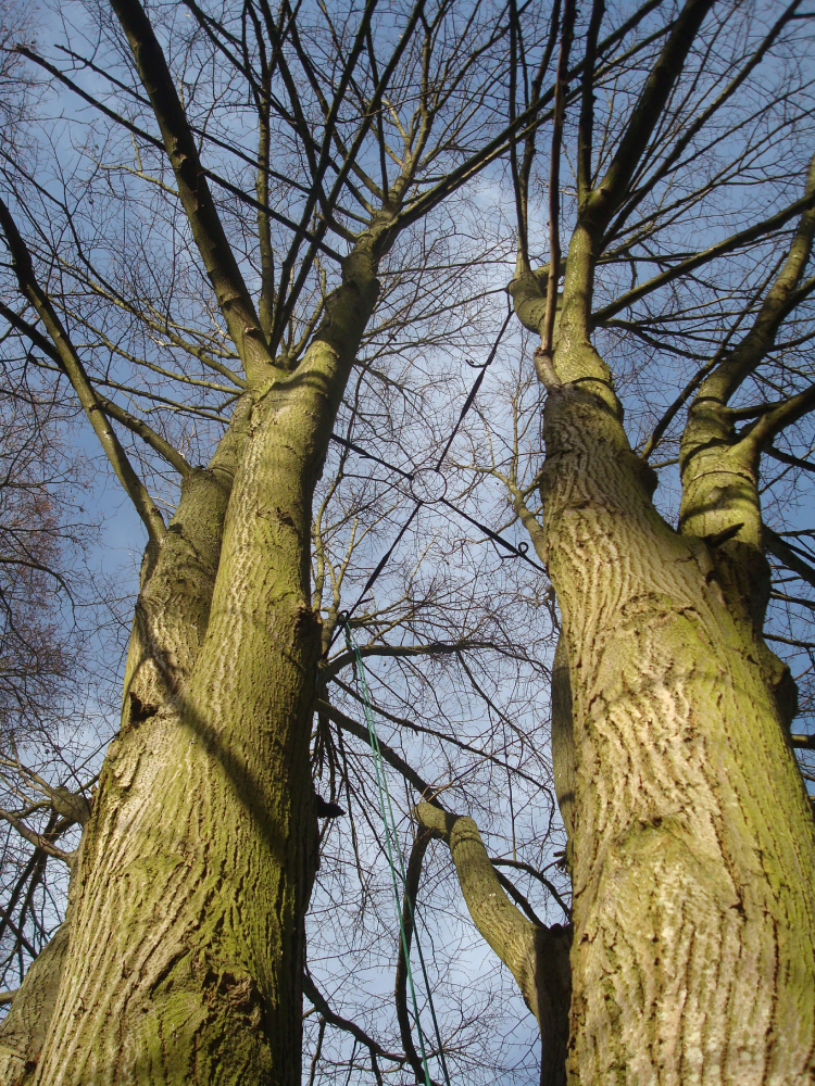Tree bracing support for limb stability