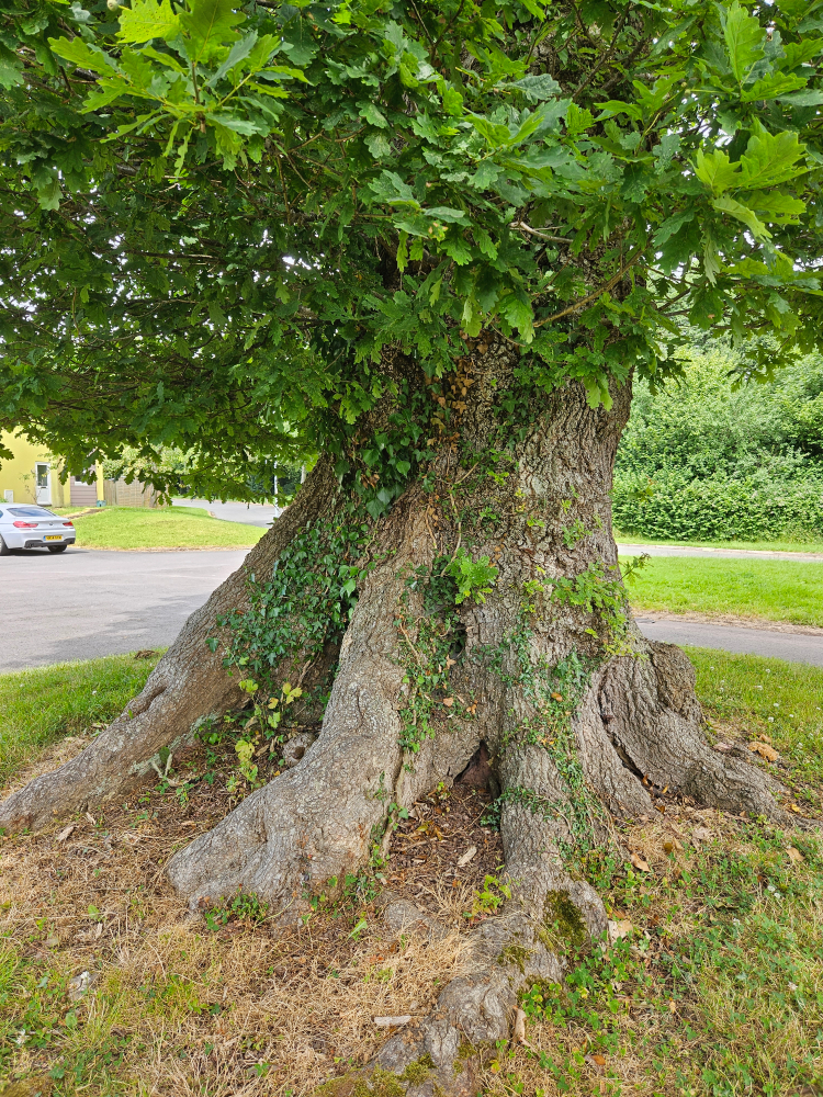 Arborist inspecting a tree trunk and branches, checking for health and structural issues.