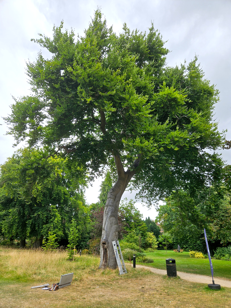 Evaluating tree health and condition in landscape