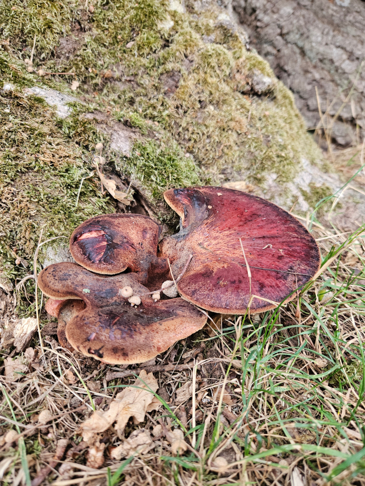 Close-up of a tree trunk showing internal decay and wood defects being inspected for safety.
