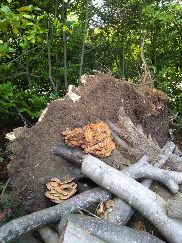Tree management matters