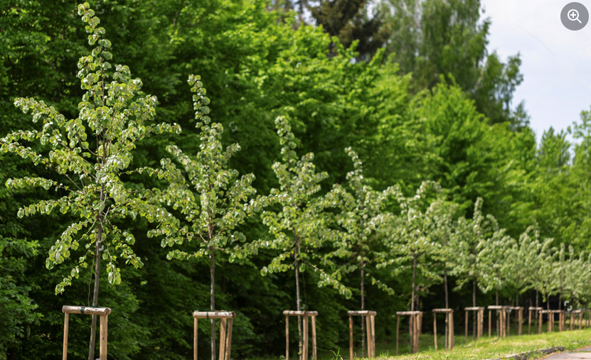 BM Tree Consultancy additional support services banner illustrating supplementary tree consultancy support.