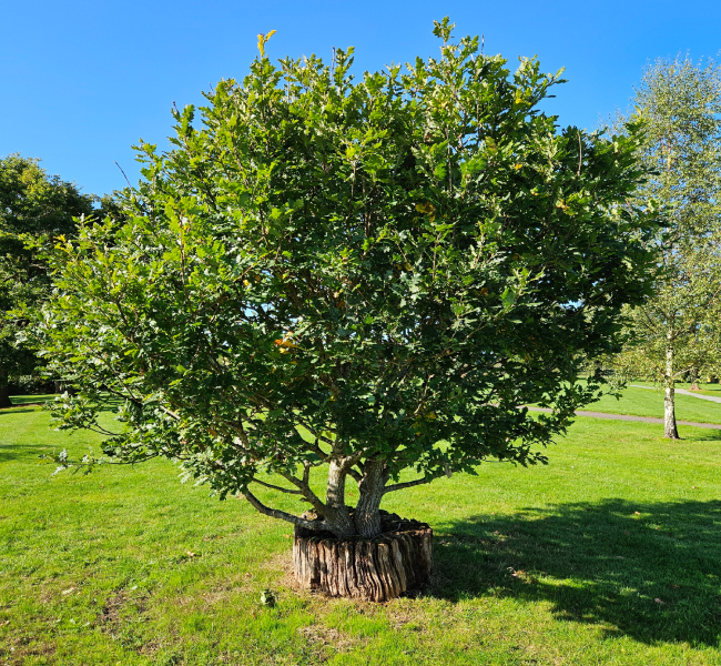 Outdoor tree condition assessment scene