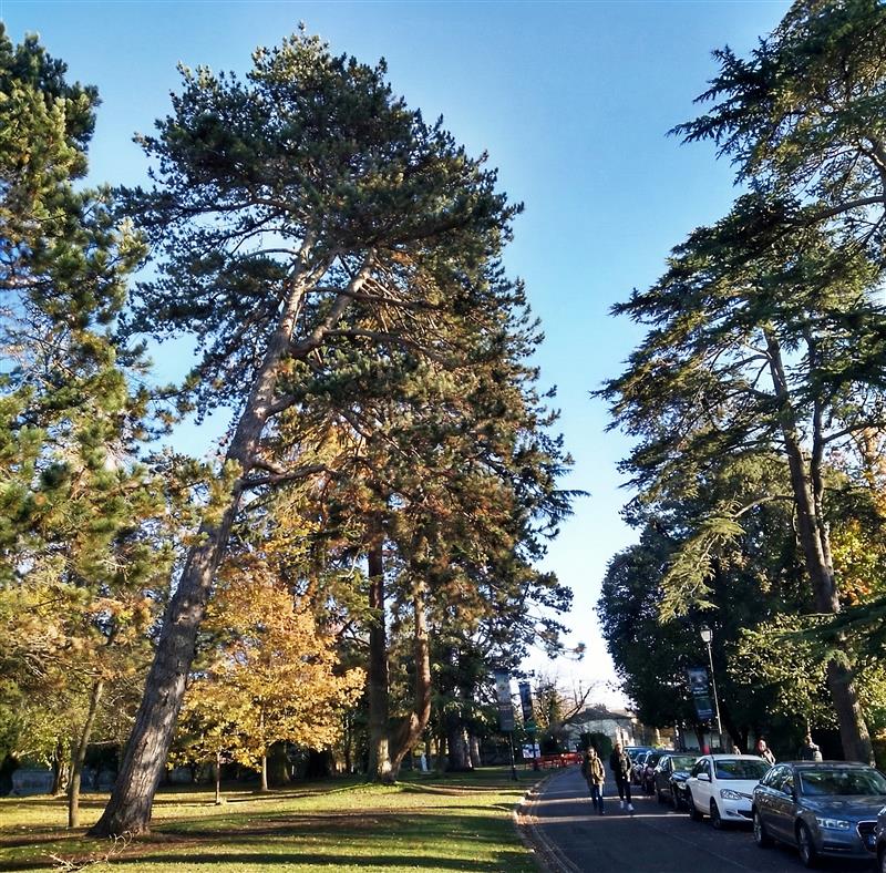 Black Mountains hills with trees and greenery