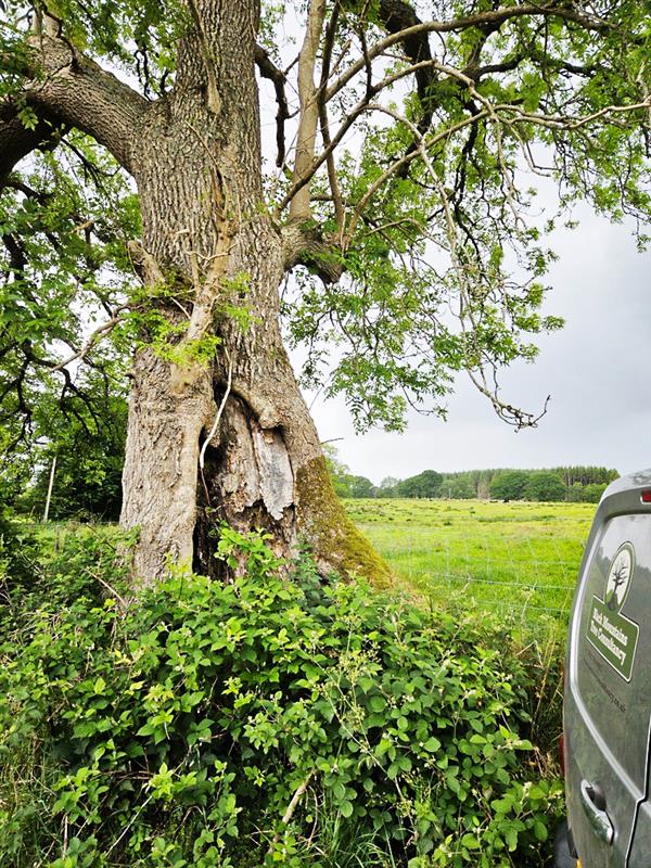Black Mountains trees landscape outdoors