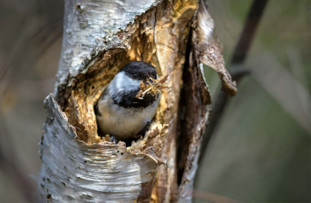 Tree and landscape design services