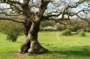 The Difference Between a Tree Survey and a Tree Safety Inspection