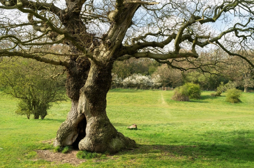 Design‑led biodiversity graphic depicting integrated ecological design with diverse vegetation and habitat elements for environmental enhancement.