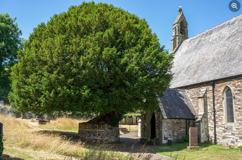 Professional expert guidance for tree consultancy and woodland management services.