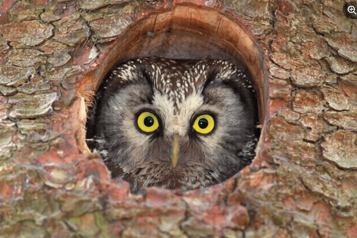 Natural outdoor scene showing trees and vegetation representing habitat creation for wildlife and biodiversity