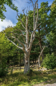 How Trees Can Affect Development Layouts and Design