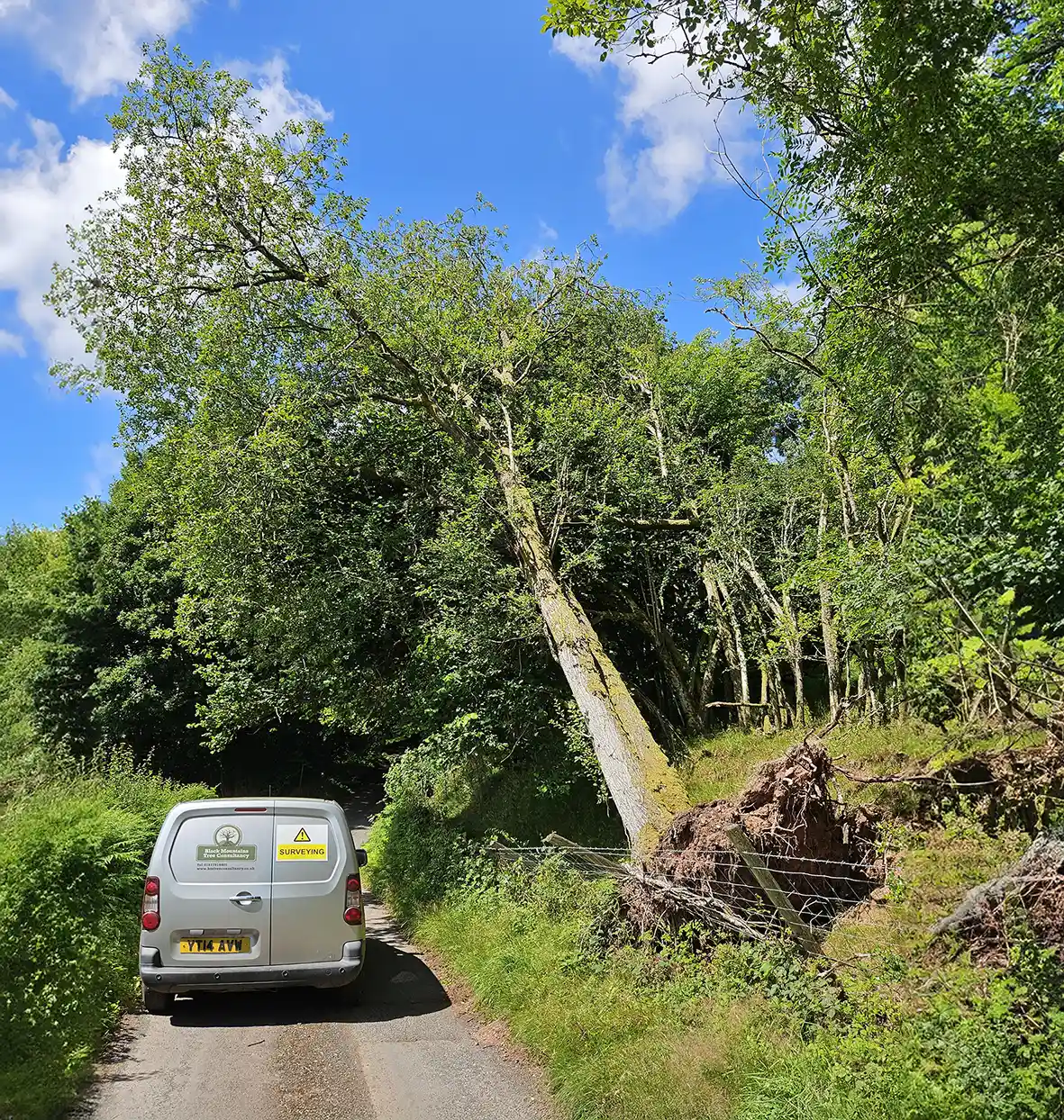 Tree care professionals working outdoors among trees
