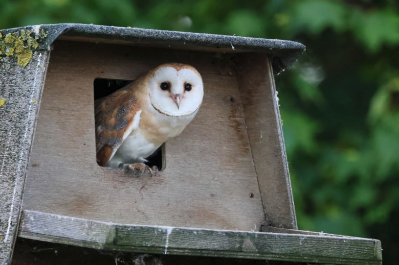 Beautiful Bird in nest