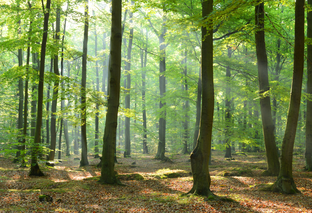 BM Tree Consultancy banner