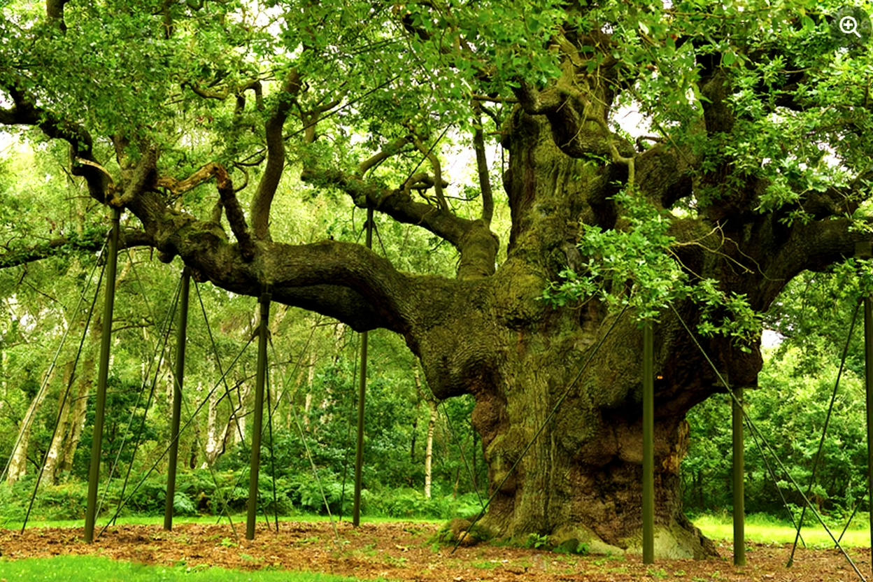 Professional expert guidance for tree consultancy and woodland management services.