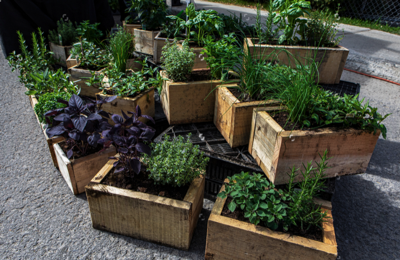 Wooden planter boxes with herbs and plants, representing reclaimed timber reused for eco‑friendly gardening and timber repurposing.