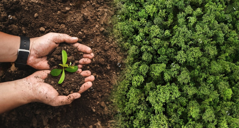 Sustainable tree management support