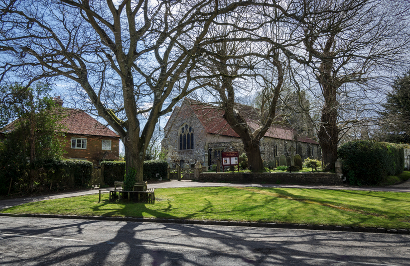 Tree Preservation Order advice