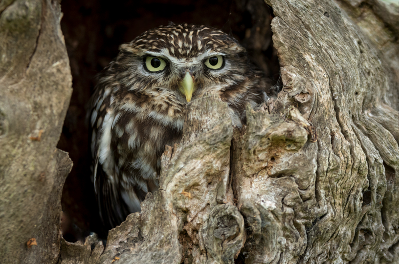 Tree Design Enhancement