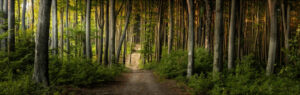 How Tree Inventory Data Improves Long-Term Tree Management