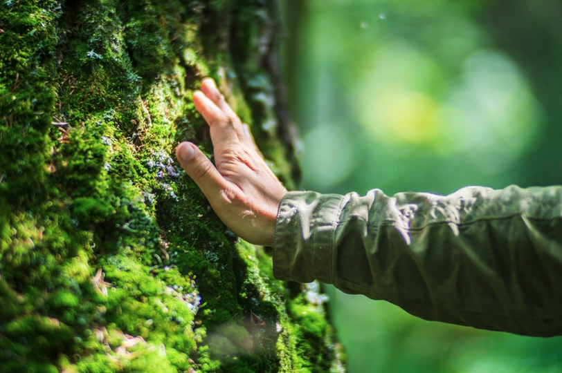 Tree Inventory Surveys By BM Tree Consultancy