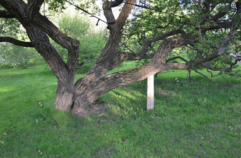 Tree preservation and safety measures for protecting trees.