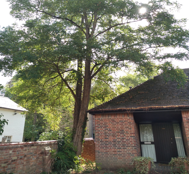 Outdoor tree affected by soil subsidence