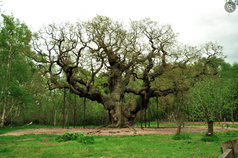 Tree bracing services to stabilise and support trees with structural defects.”
