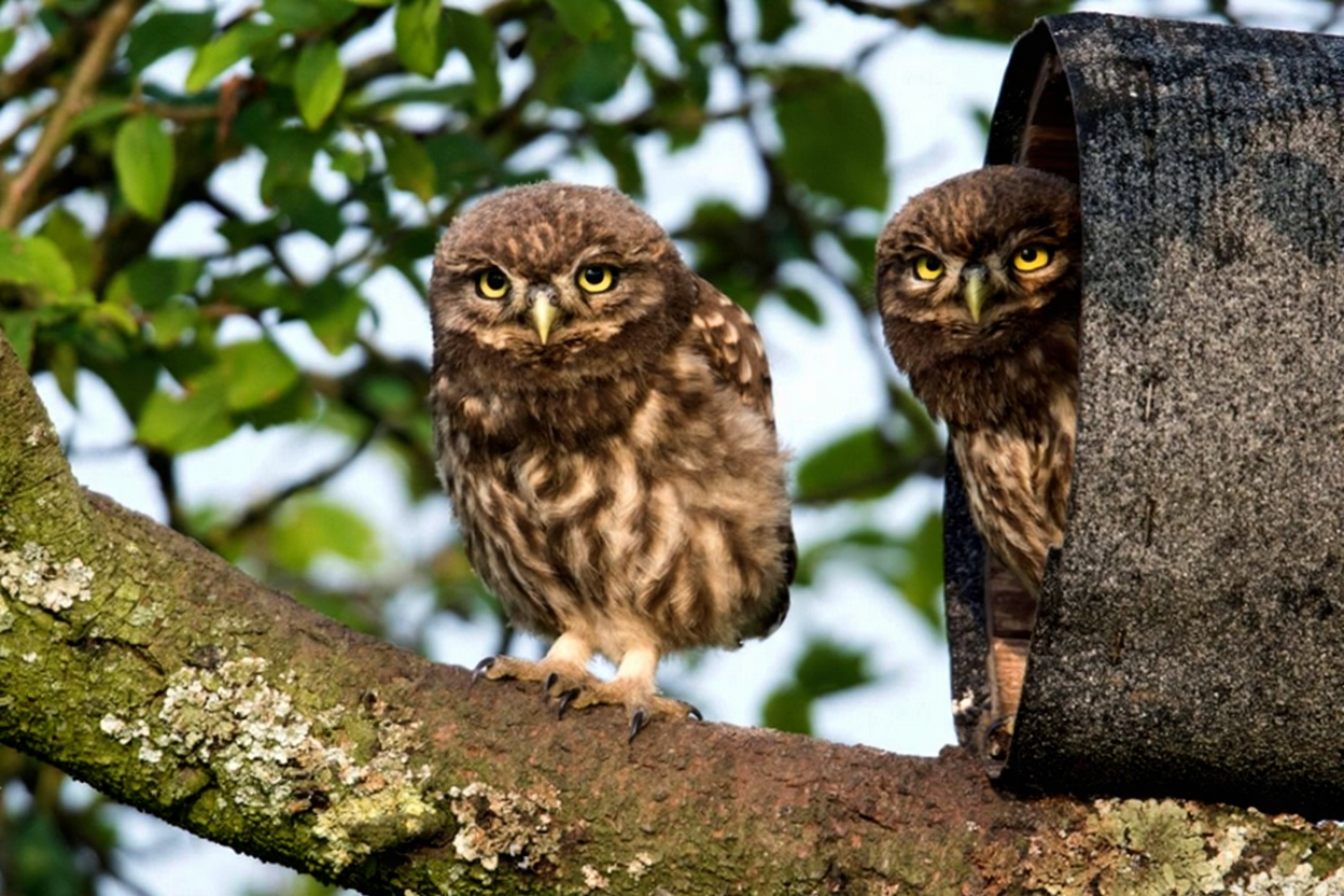 Tree design - showing trees integrated into a landscape to enhance structure and visual appeal.