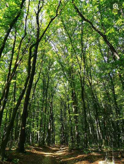 View looking up at tall woodland trees with green leaves forming a canopy overhead.
