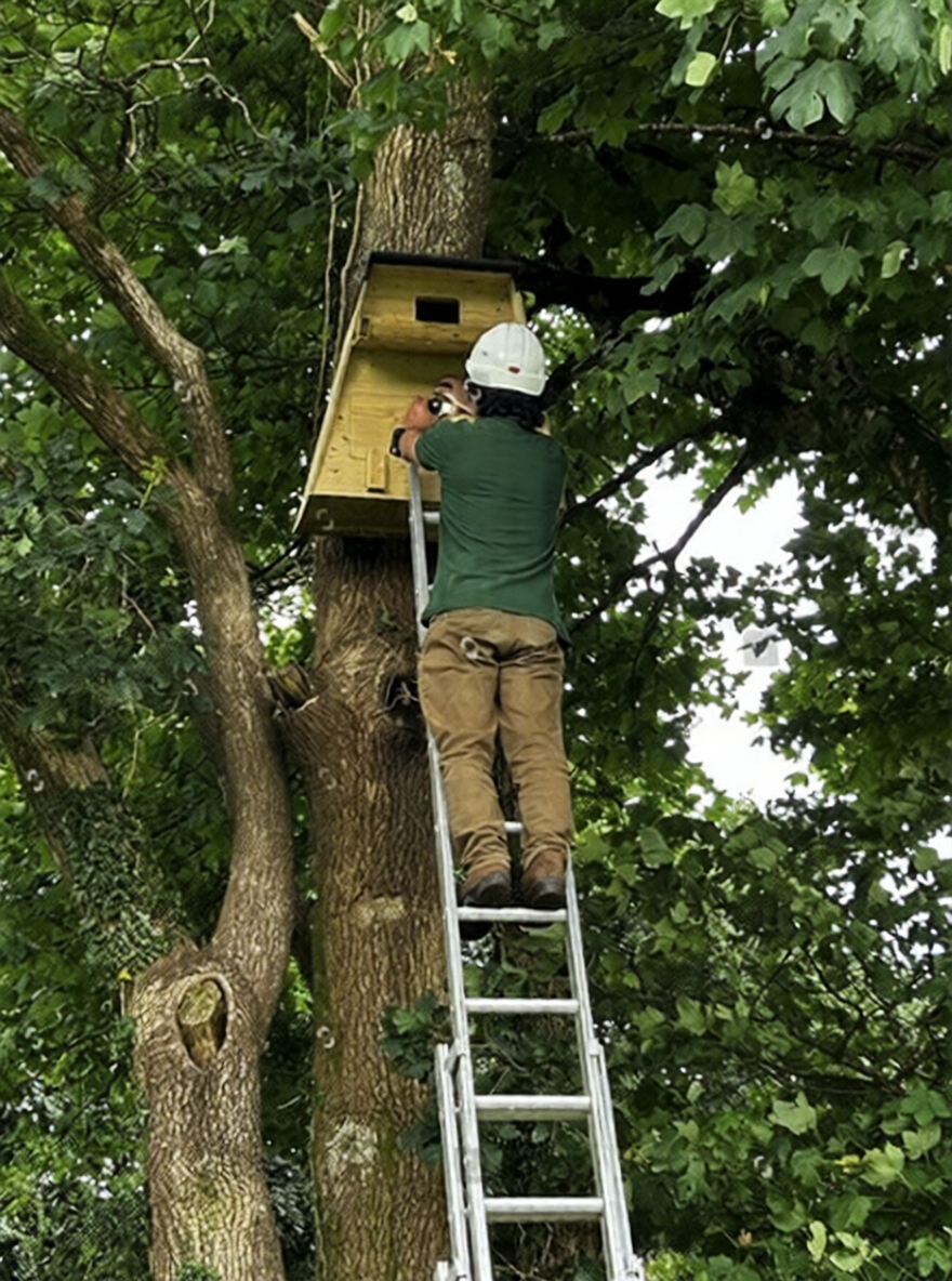 Wildlife support services often include habitat creation, species surveys, and ecological enhancements that help native plants and animals thrive.