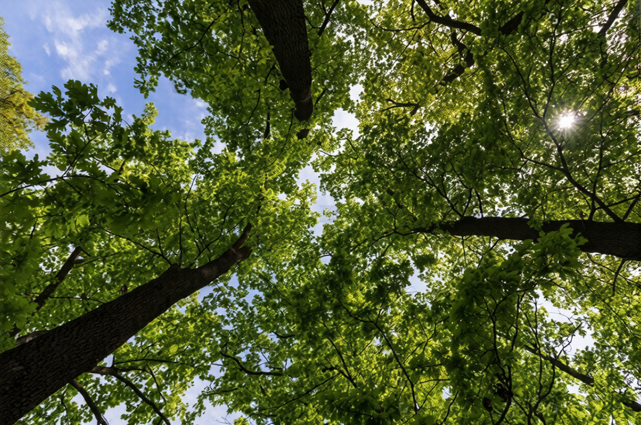 Choose Tree Surveys with BM Tree Consultancy