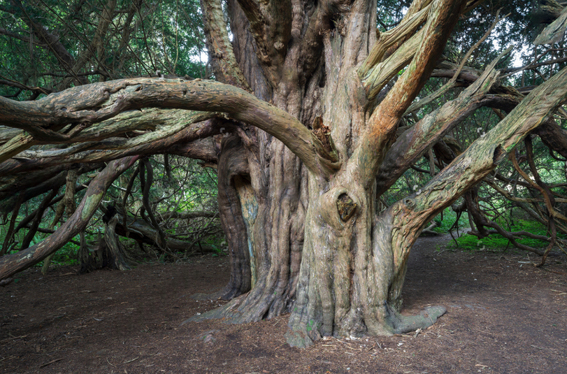 Woodland tree with complex branching in forest