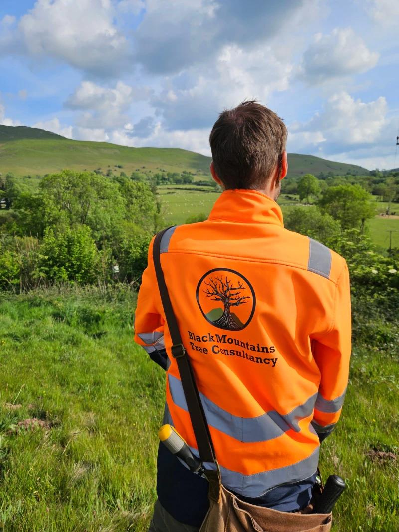 Trees Survey by Black Mountains tree consultancy