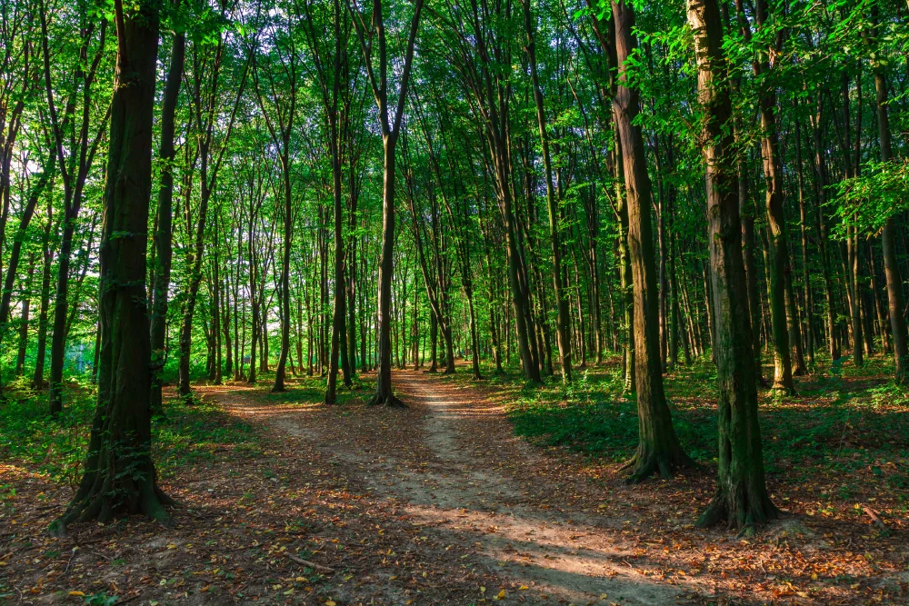 BM Tree Consultancy providing professional tree survey and arboricultural services in the UK