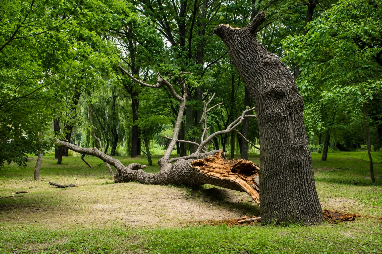Tree Safety Inspection