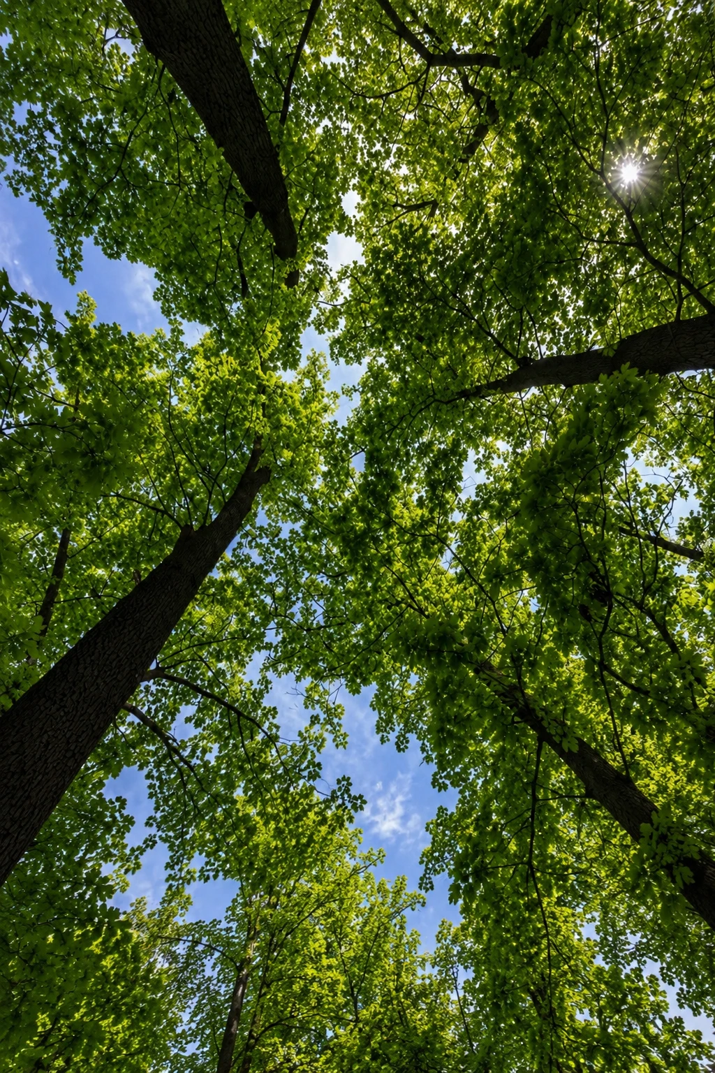 Choose Tree Surveys with BM Tree Consultancy