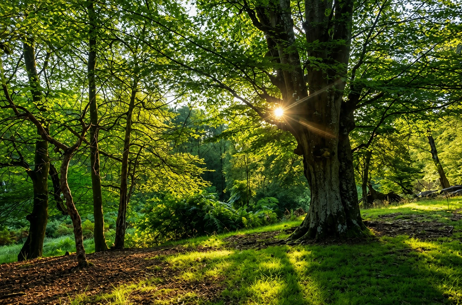 Woodland Management